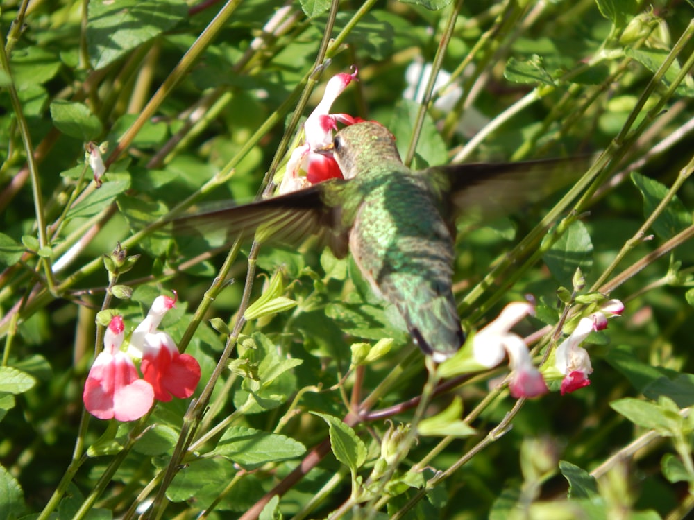 green and red humming bird flying near red flower during daytime