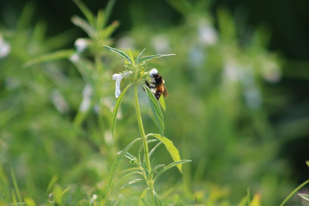 yellow and black bee on green plant during daytime