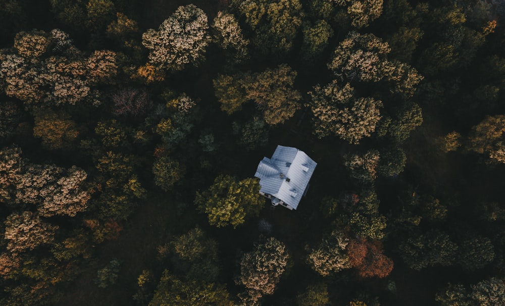 high angle view of trees