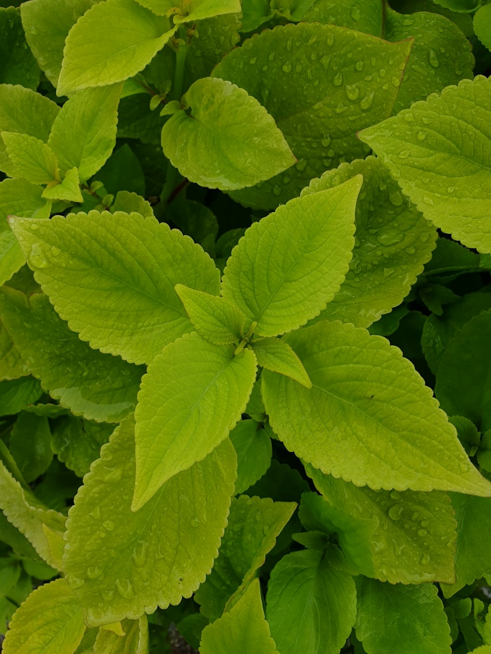 green leaves in macro lens