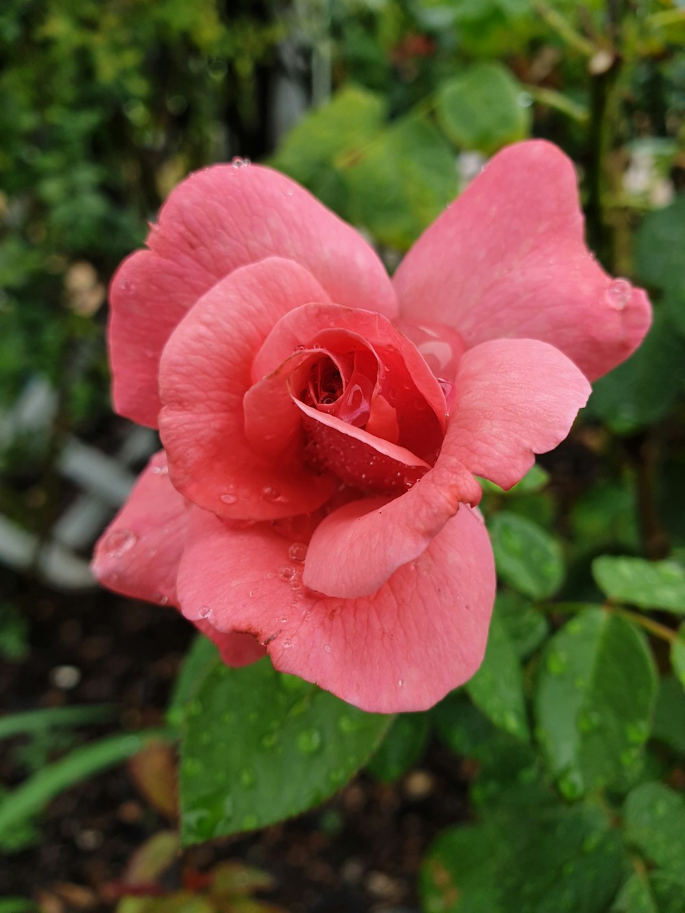 pink flower in tilt shift lens