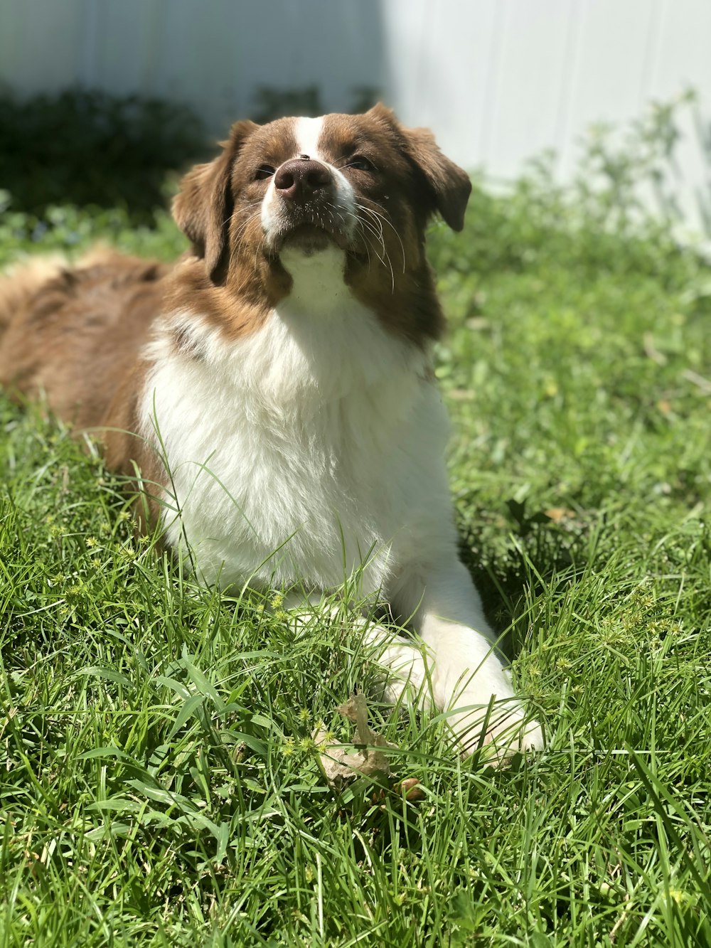 brown and white long coated dog lying on green grass during daytime