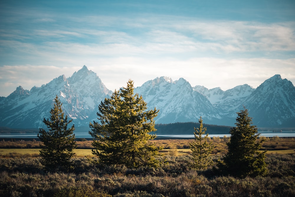 green trees near mountain during daytime