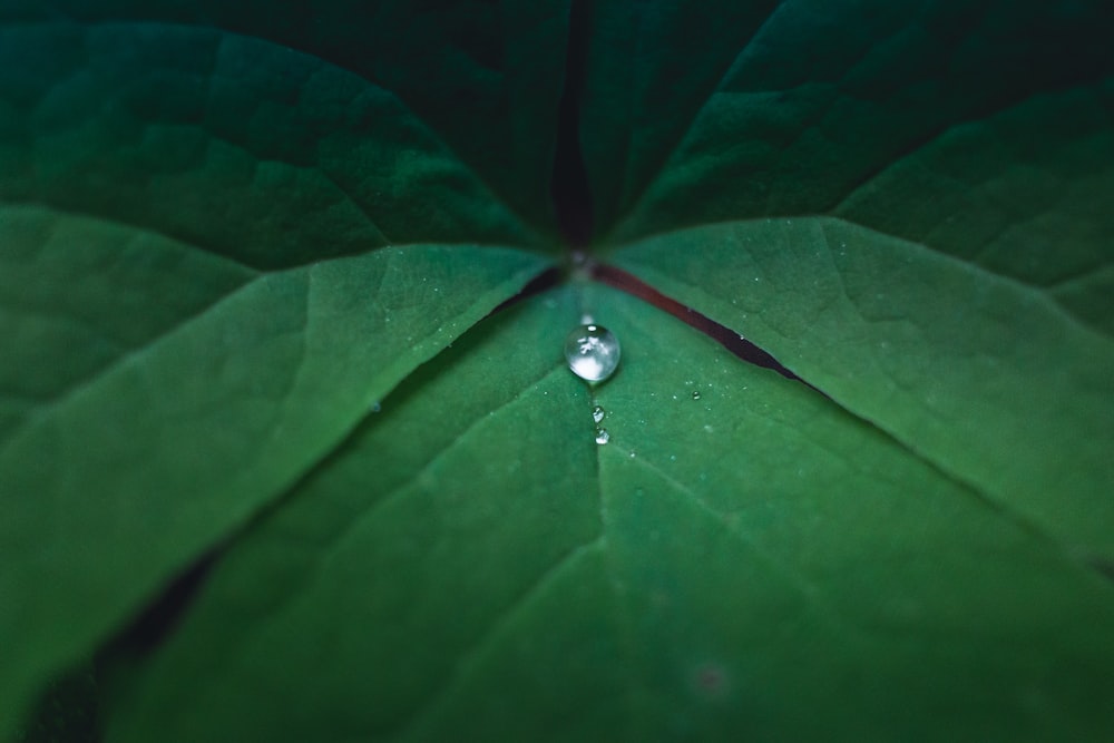 water droplet on green leaf