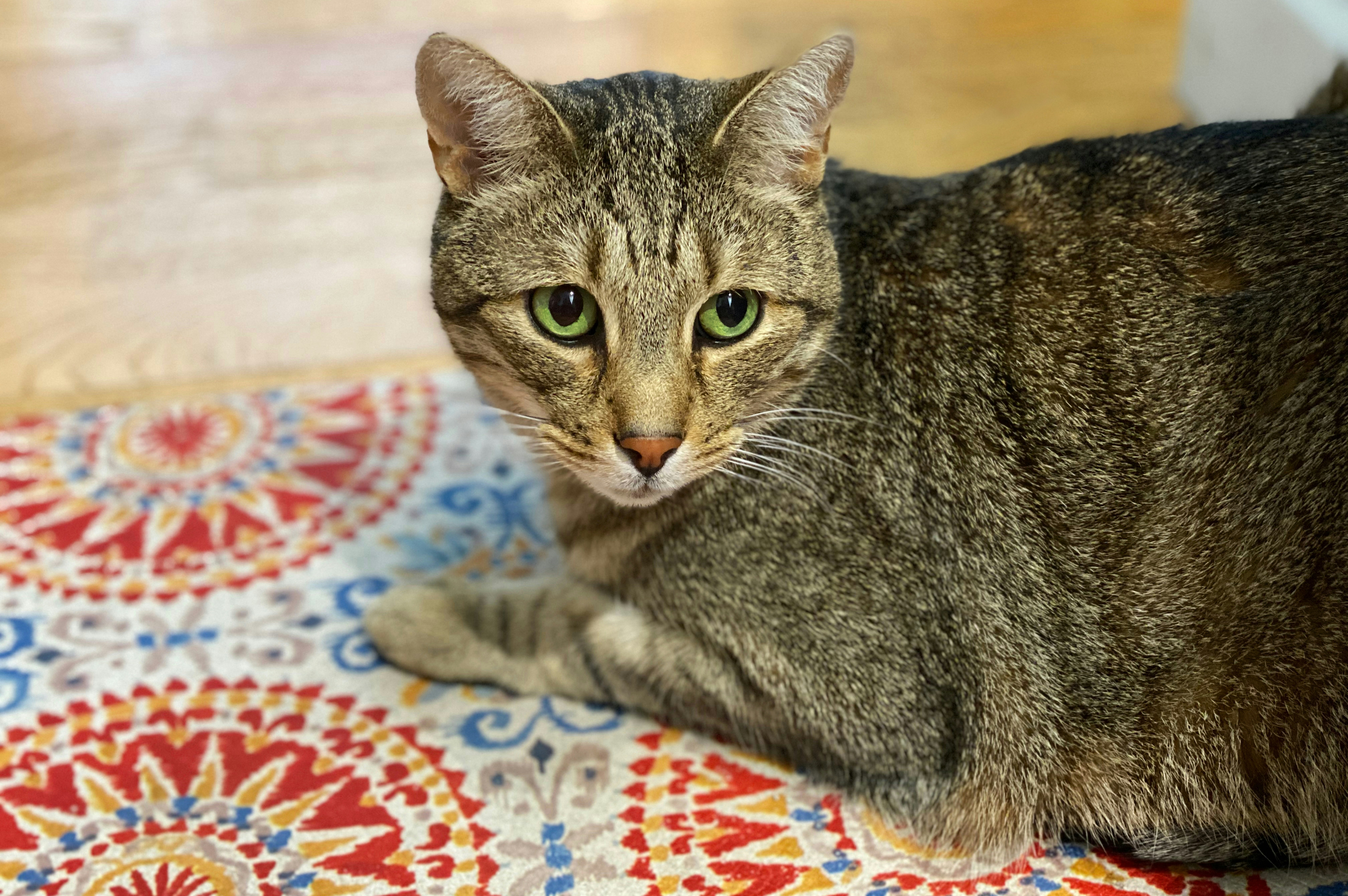 A house cat with beautiful green eyes comfortably rests on a decorative mat.