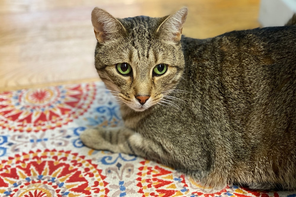 silver tabby cat on white and red textile