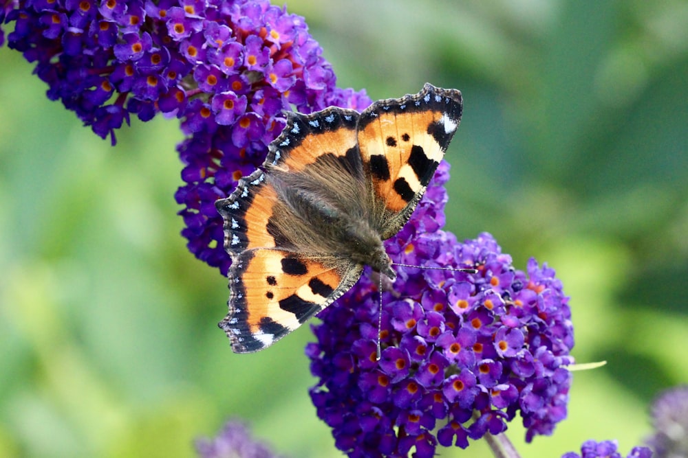 Farfalla dipinta appollaiata sul fiore viola nella fotografia ravvicinata durante il giorno