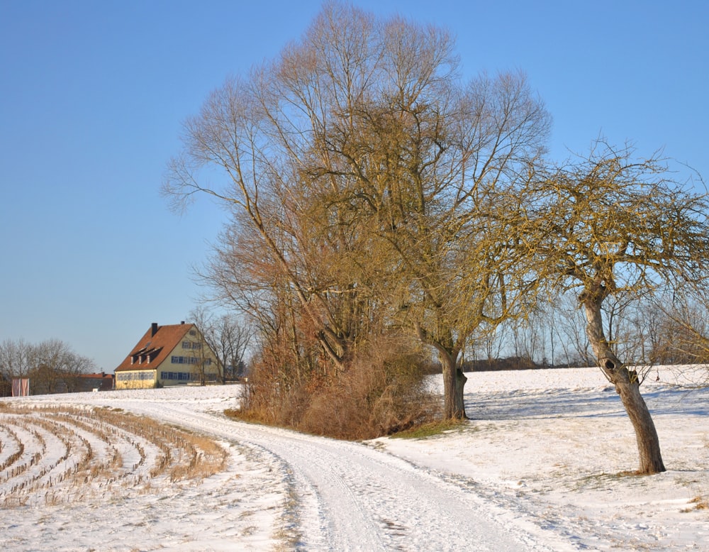 brown bare trees on snow covered ground during daytime