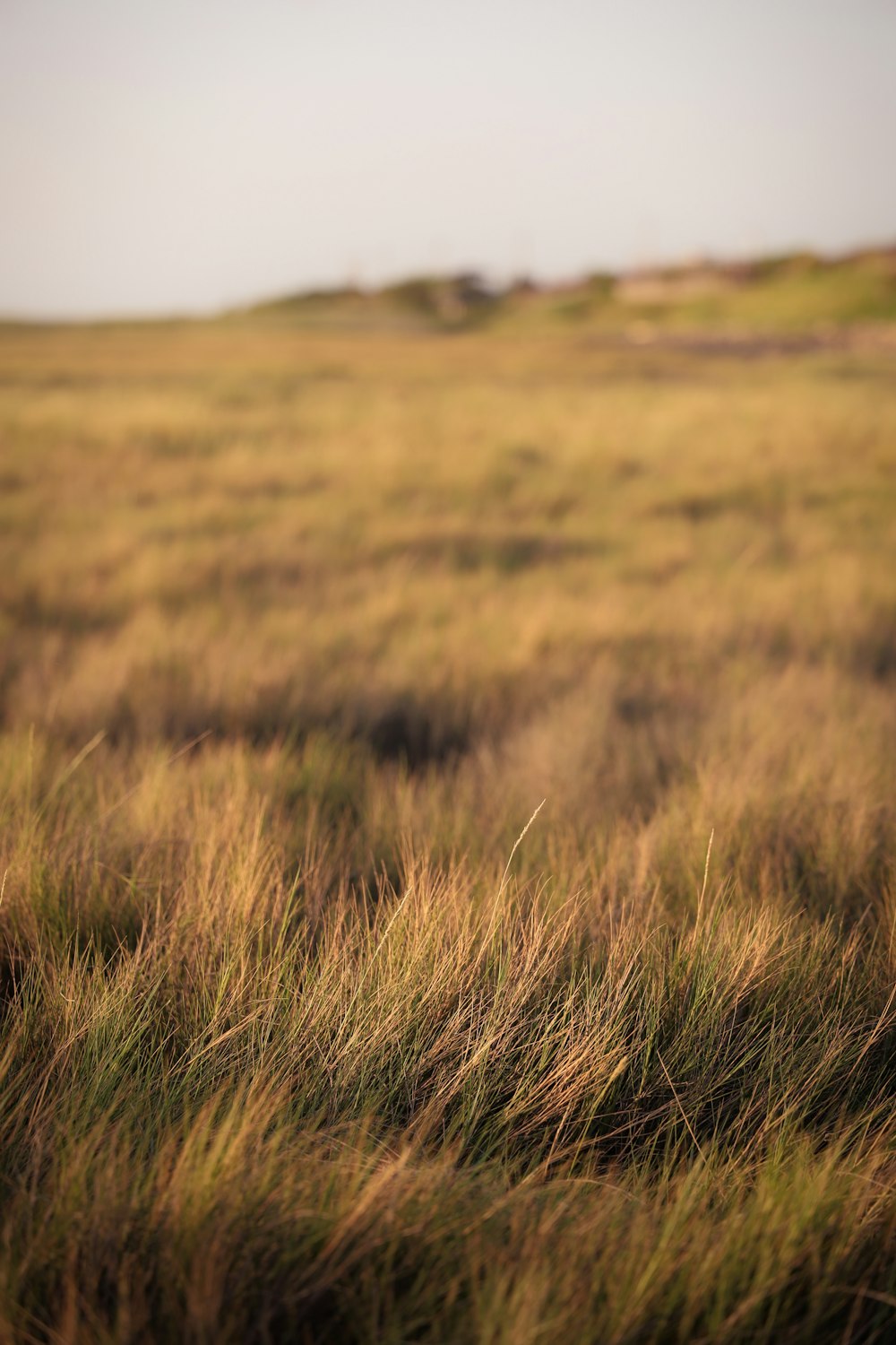 brown grass field during daytime