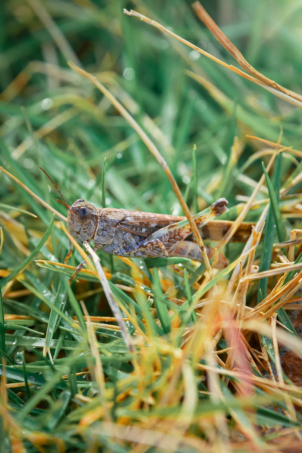 brown and black grasshopper on green grass during daytime