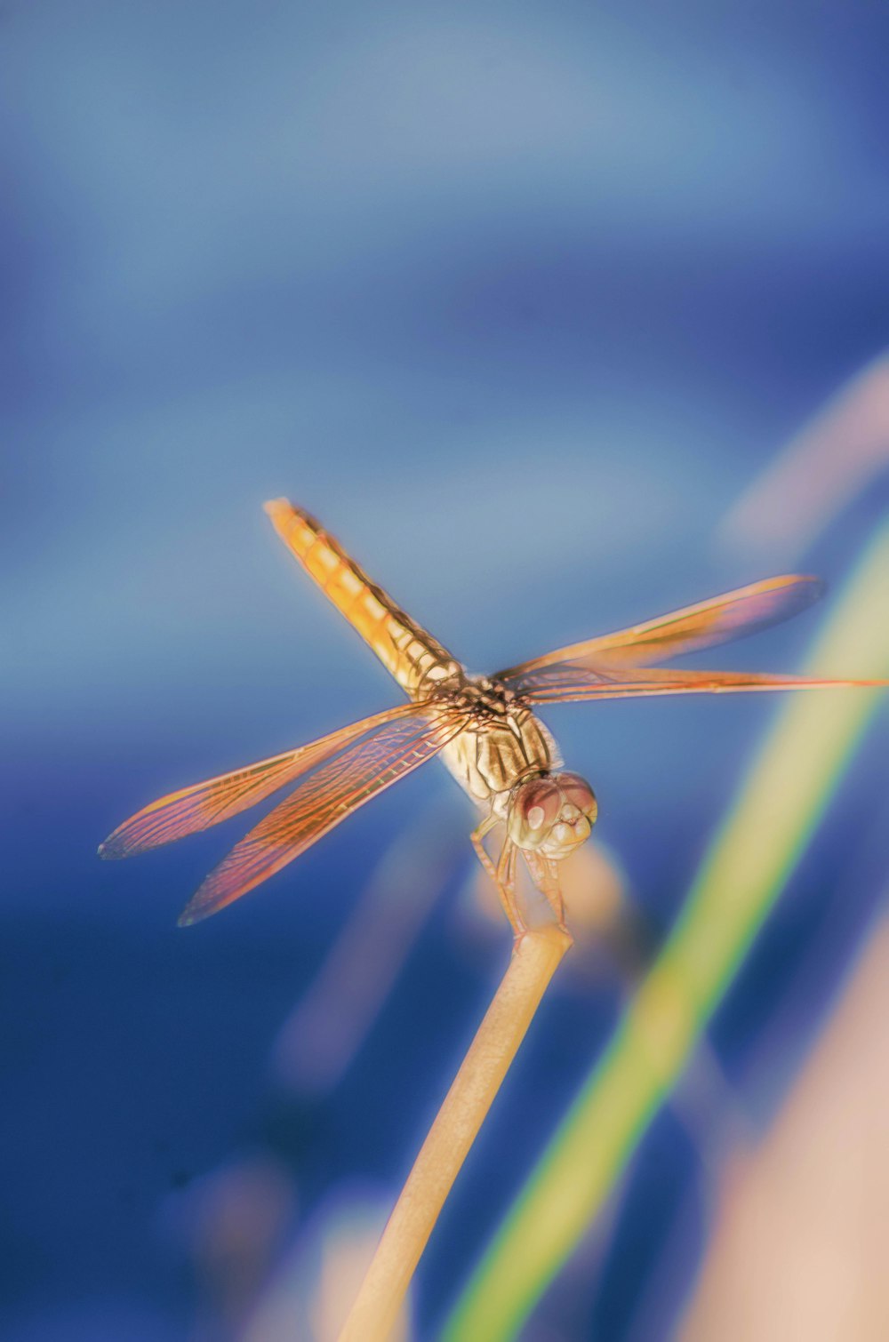 brown and white dragonfly in close up photography
