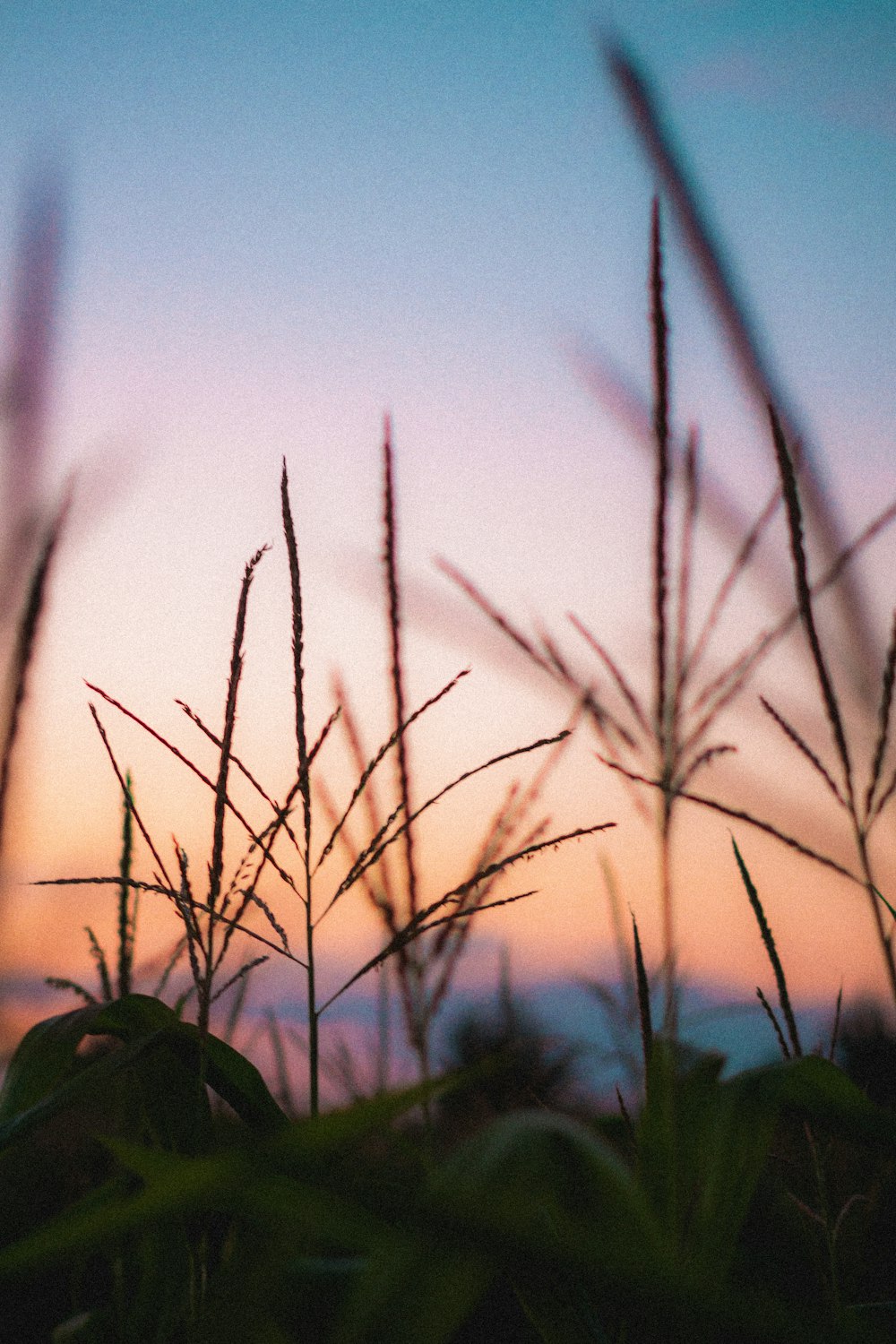 brown grass in close up photography