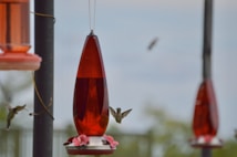 A hummingbird hovers near a red nectar feeder suspended from a pole. The feeder is predominantly red with small decorative flowers at the base. There is another similar feeder in the background. The setting appears to be outdoors with a soft focus on greenery.