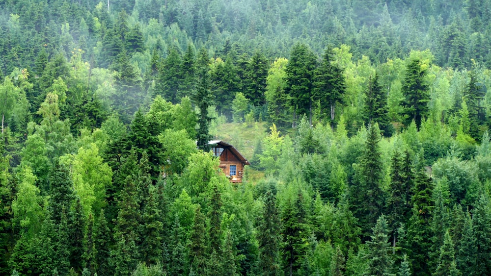 Casa de madera marrón en el bosque verde durante el día