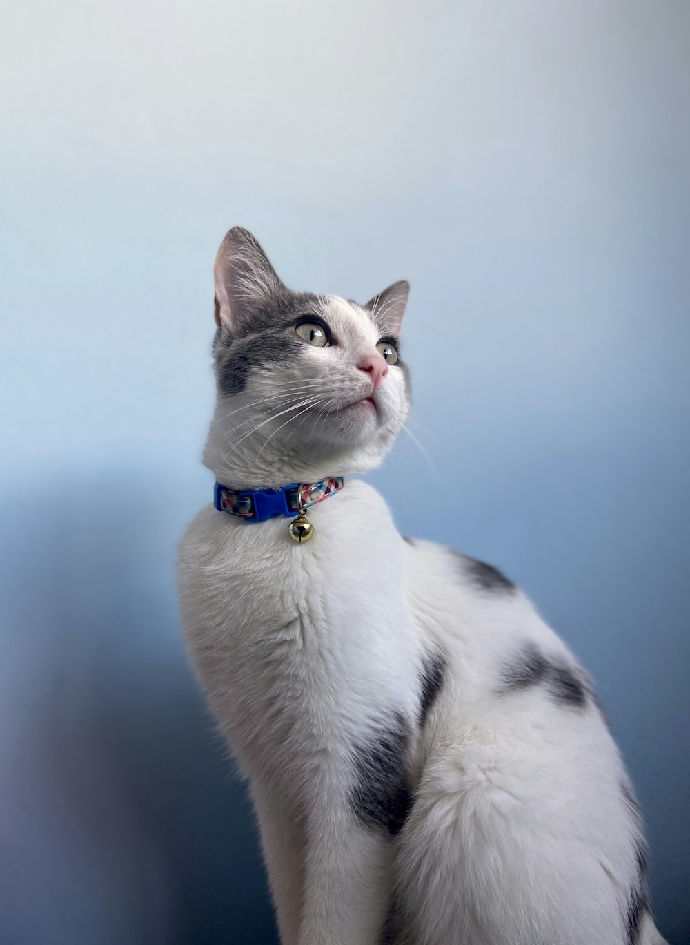 gato branco e preto com colarinho azul