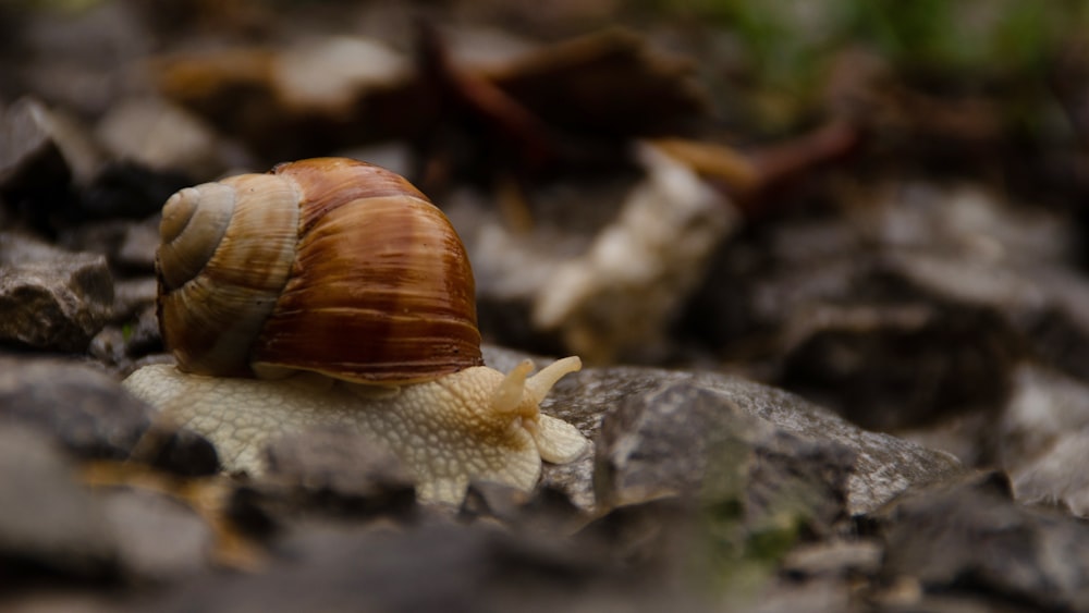 brown snail on gray rock