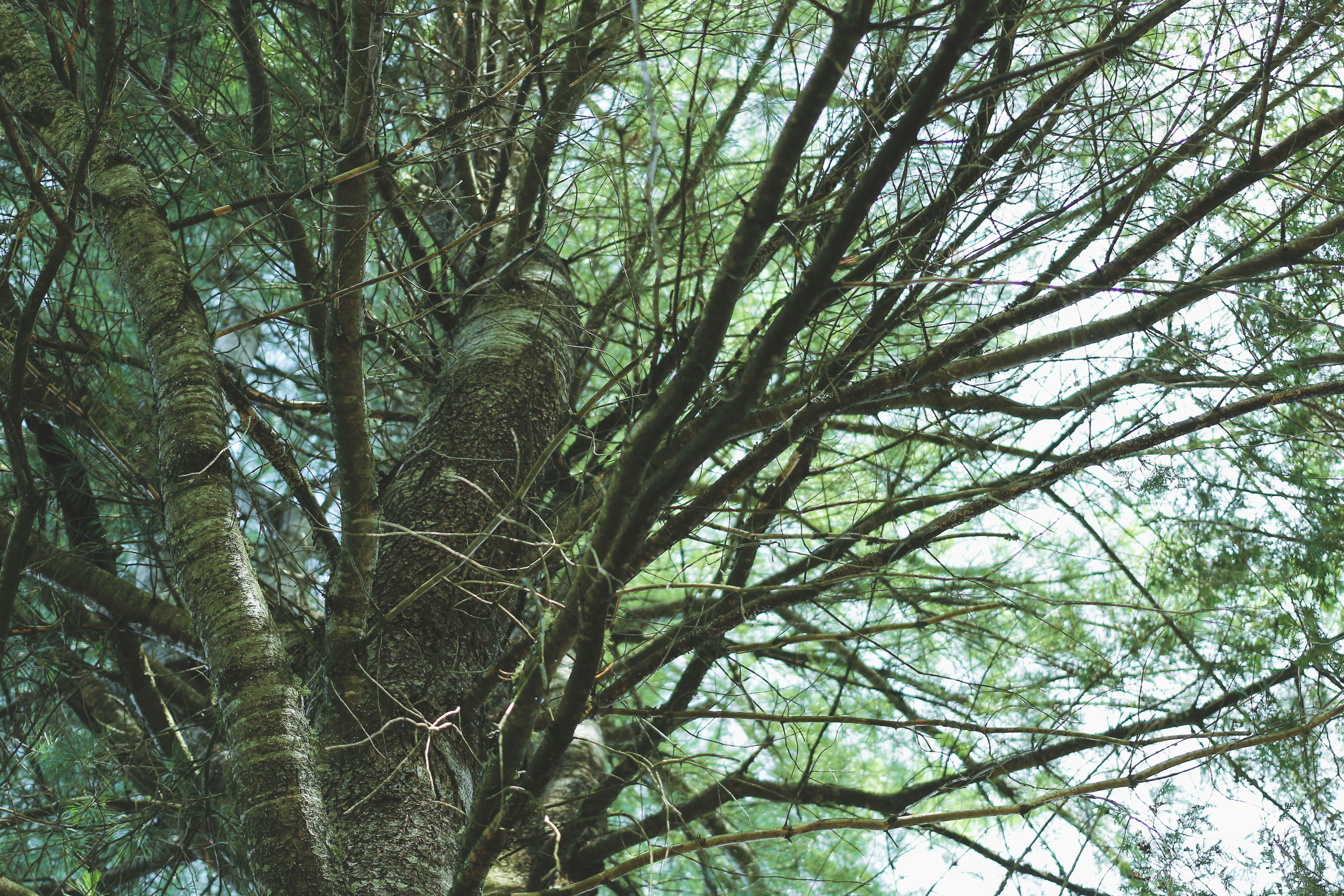 brown tree trunk during daytime