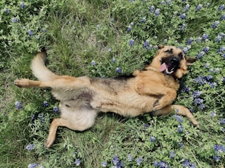 Two German Shepherds playing joyfully in a wide open field during golden hour.