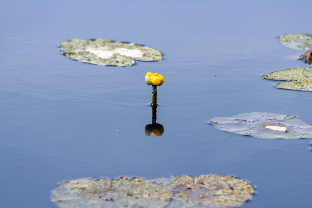 yellow and gray stone on water