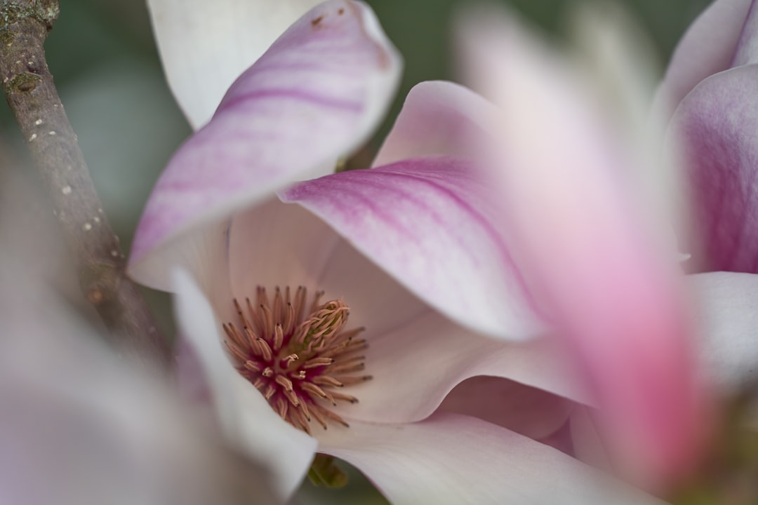 pink and white flower in macro shot