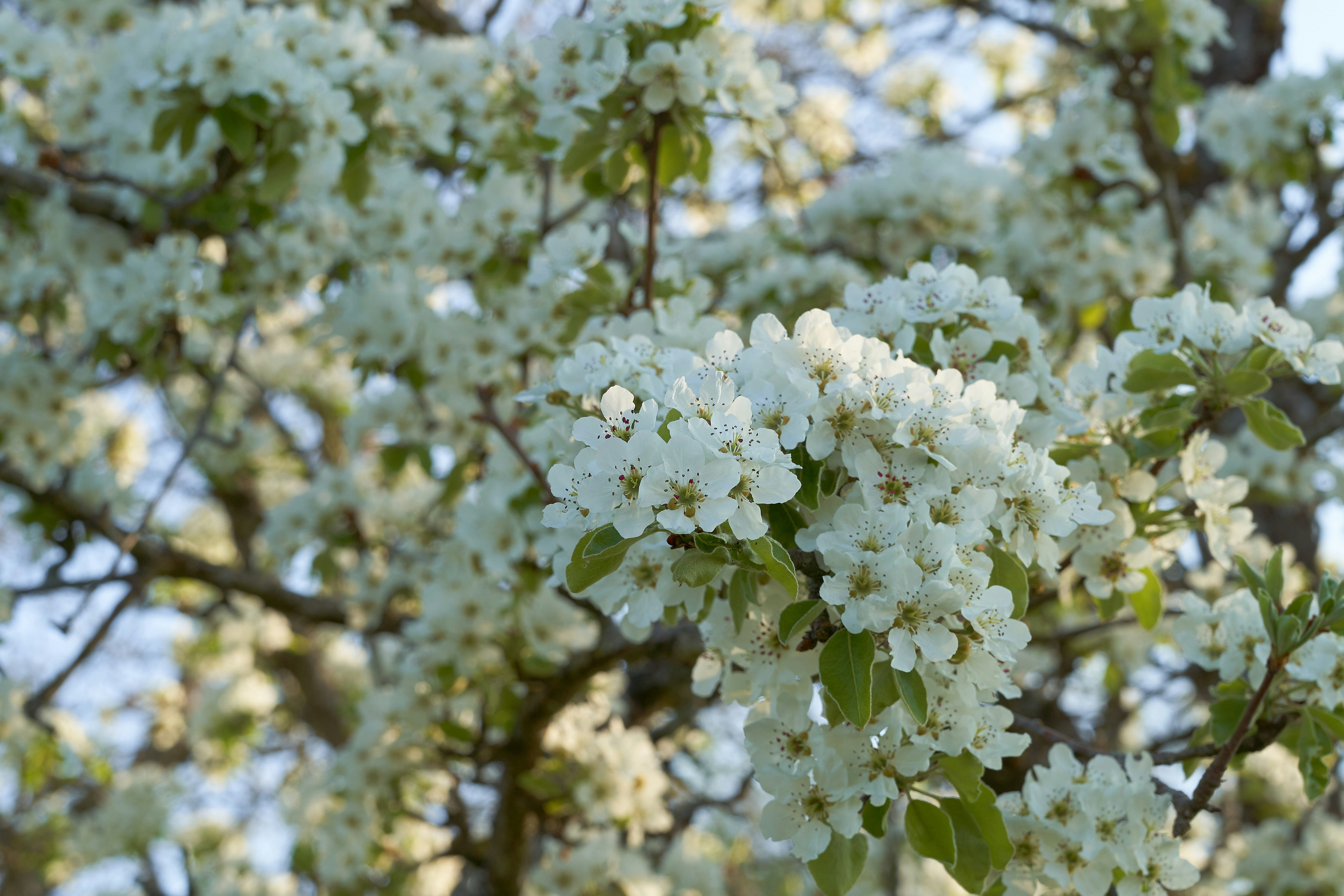 Photo by wolfgang_hasselmann