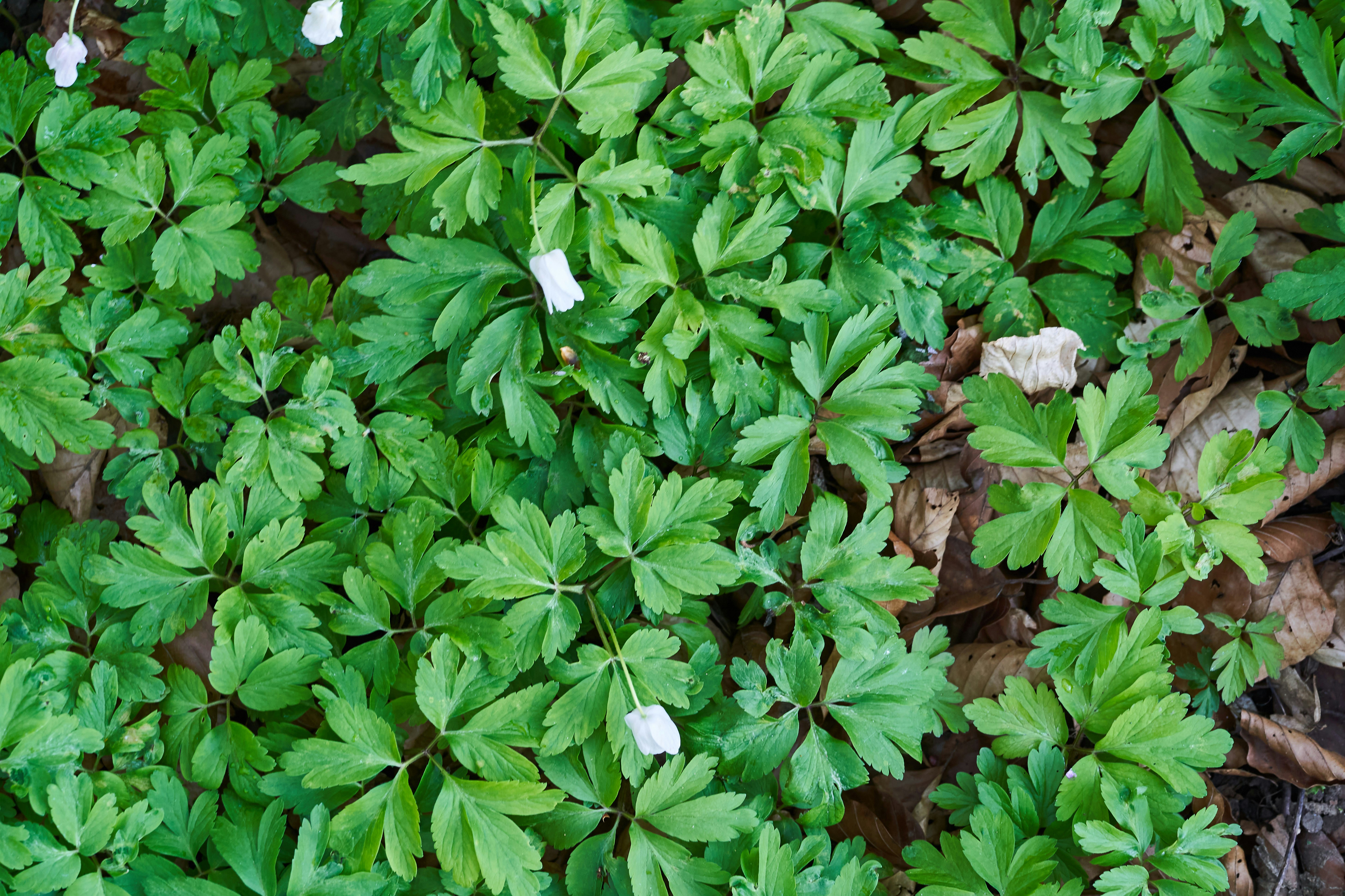 Photo by wolfgang_hasselmann