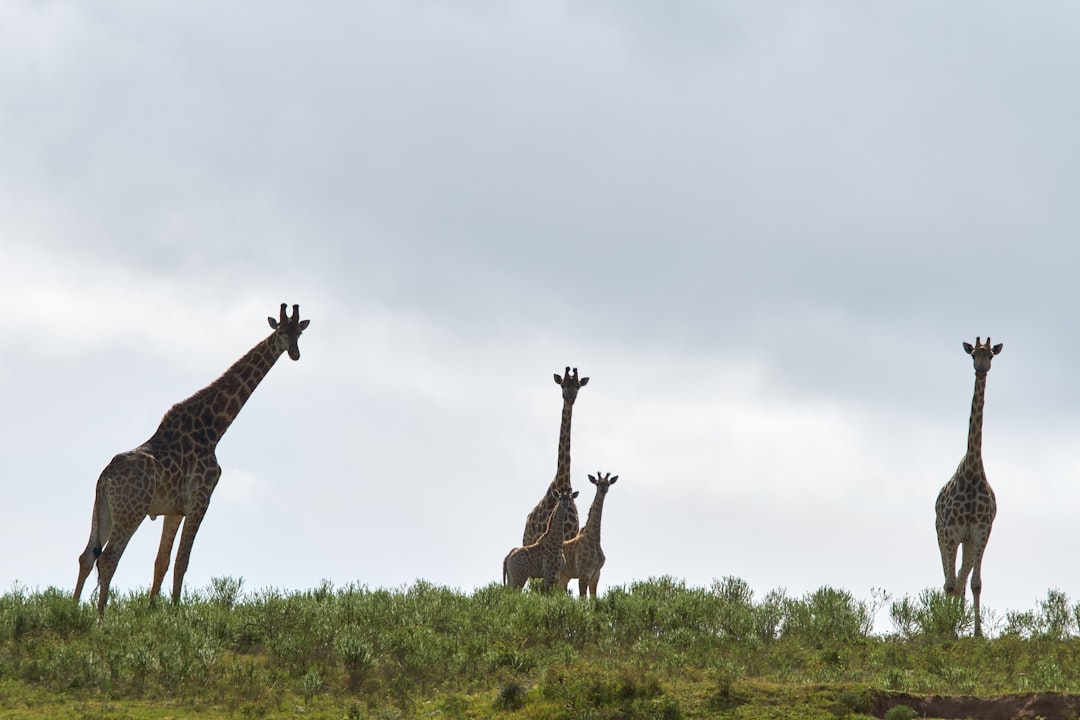 three giraffe on green grass field during daytime