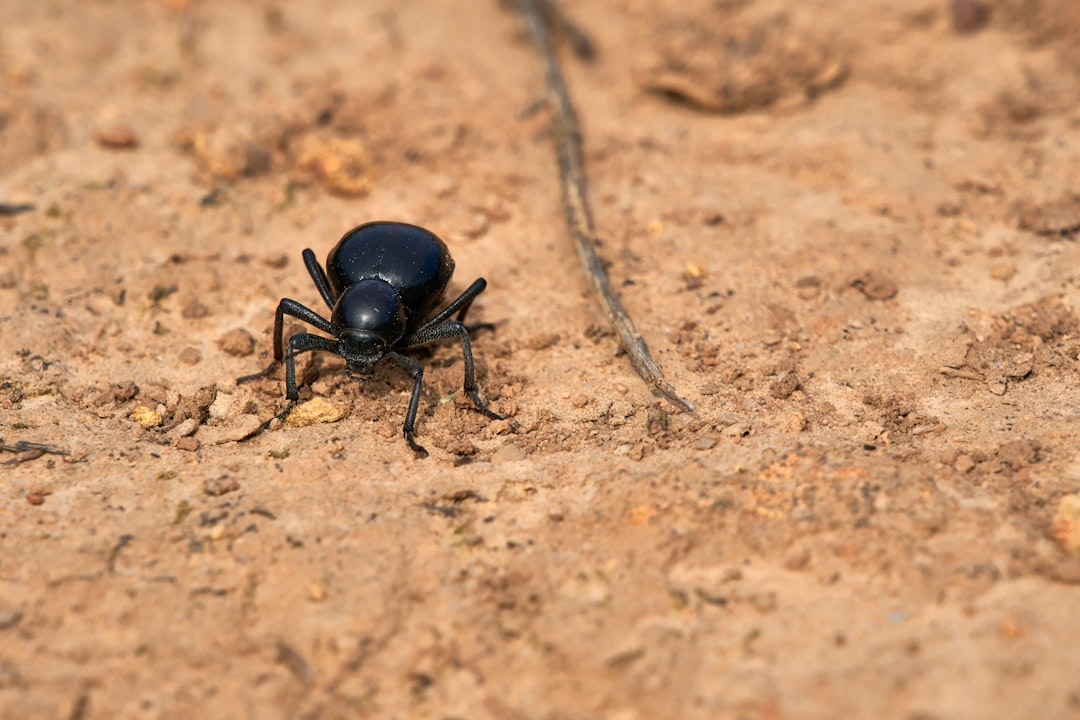 black beetle on brown soil