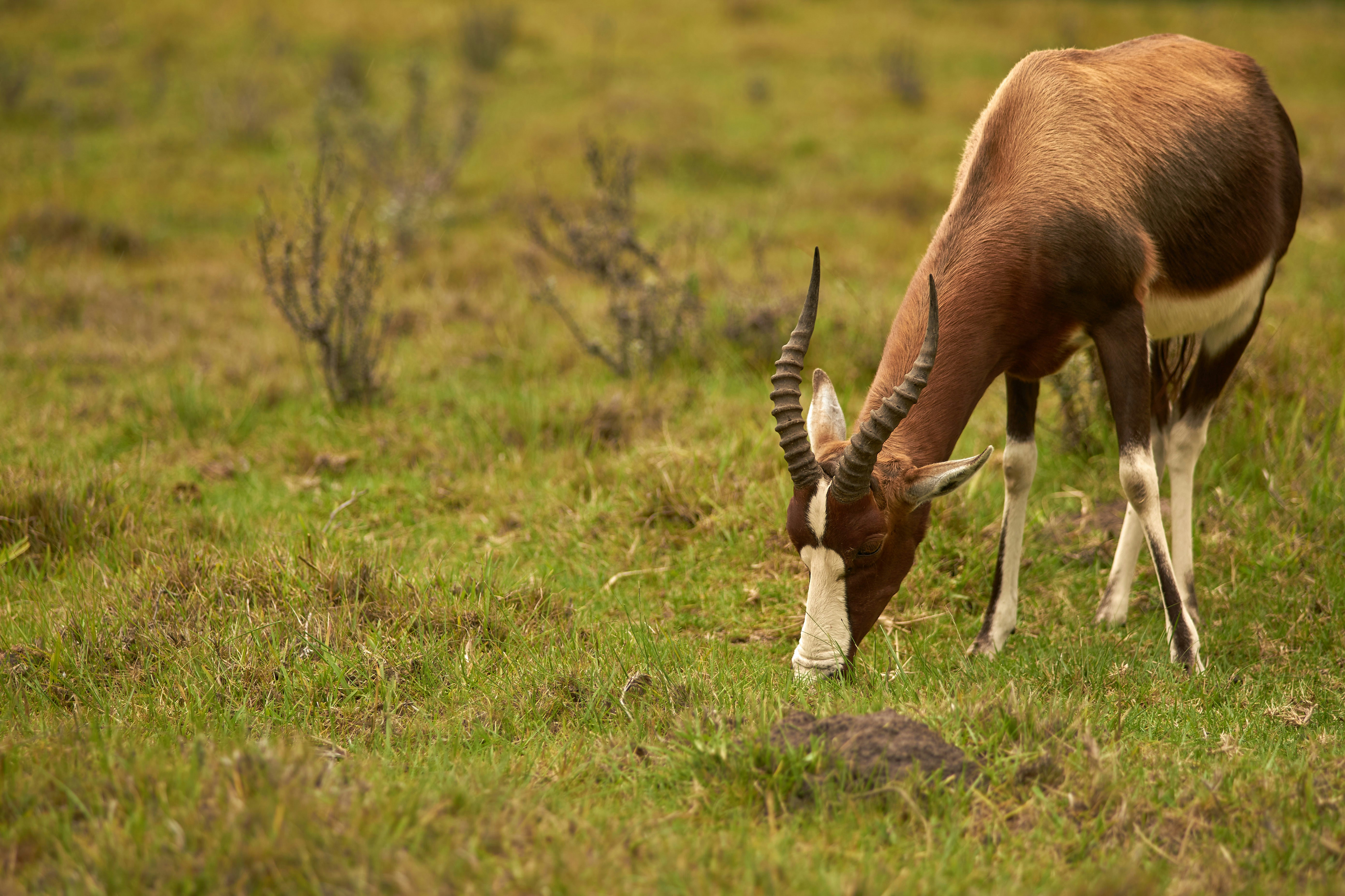 Photo by wolfgang_hasselmann