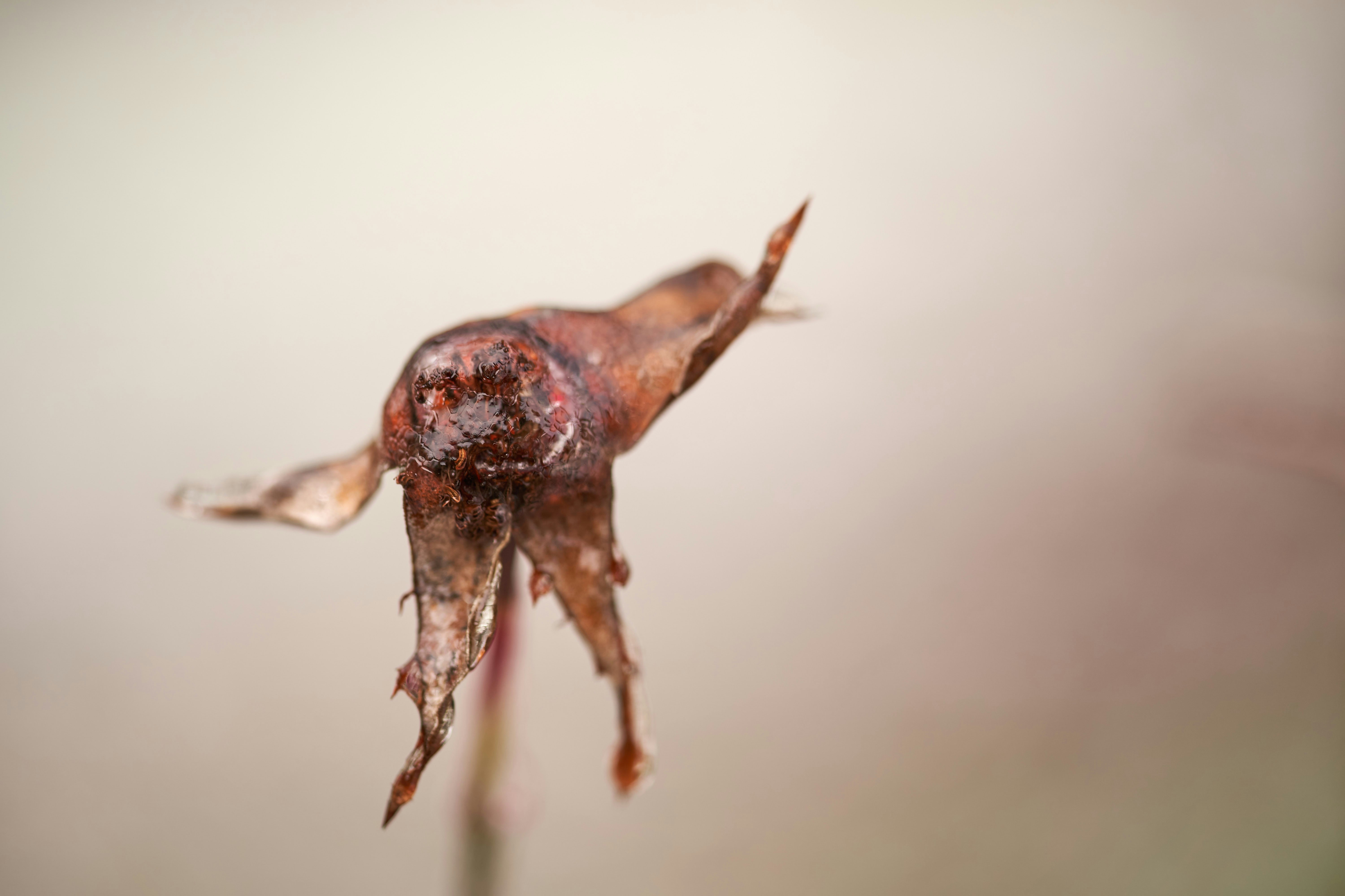 Photo by wolfgang_hasselmann