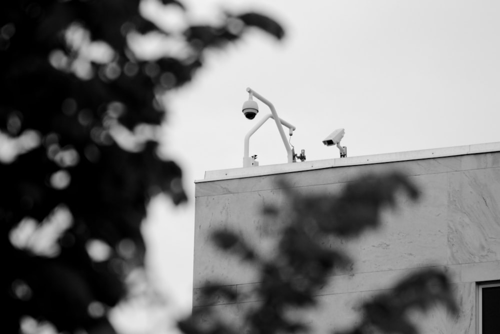 white bird on white concrete wall during daytime