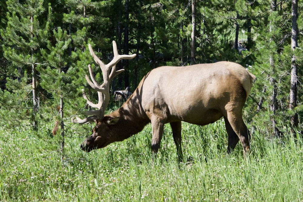 brown deer on green grass field during daytime