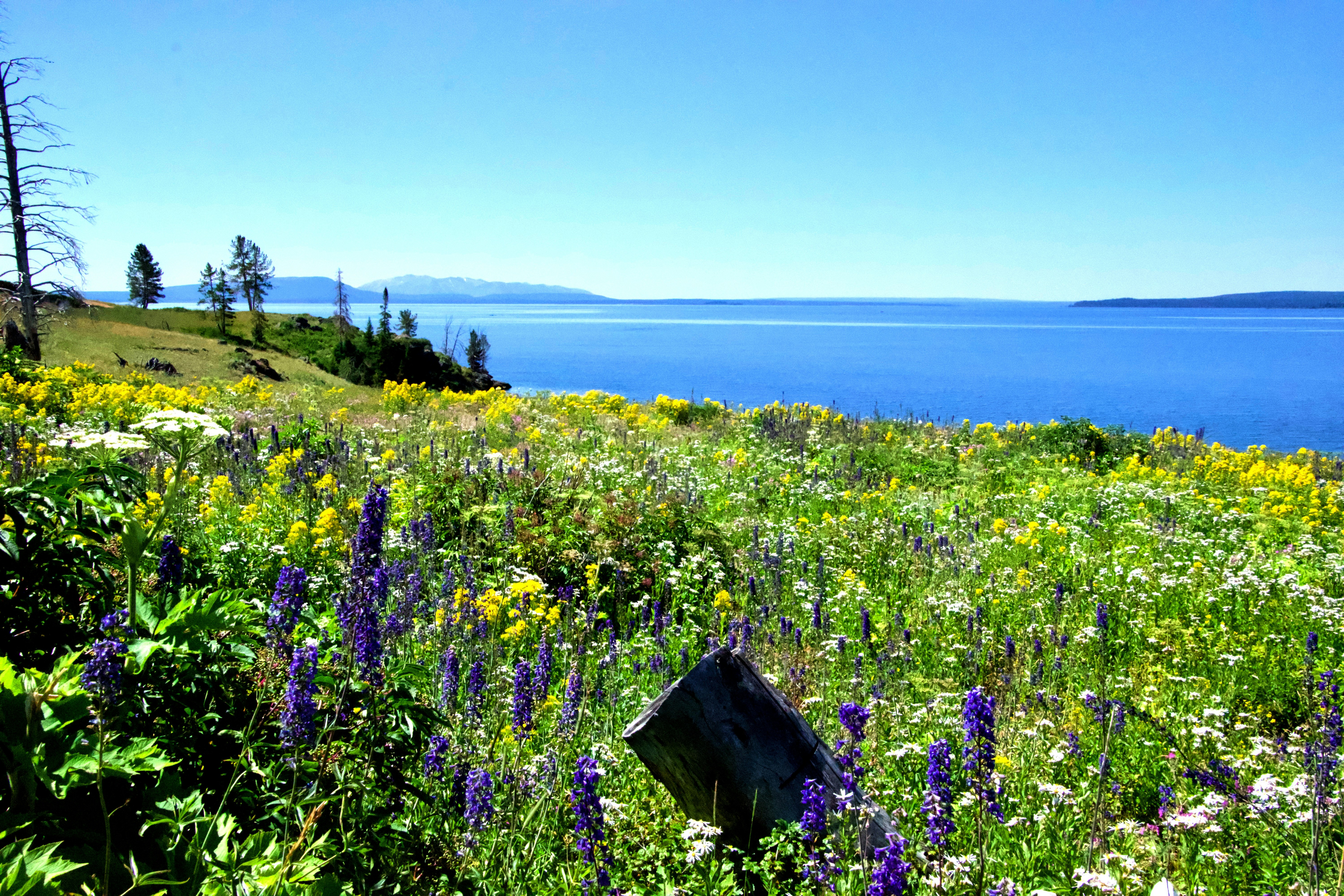 Soy Pellets Used to Kill Lake Trout at Yellowstone Lake