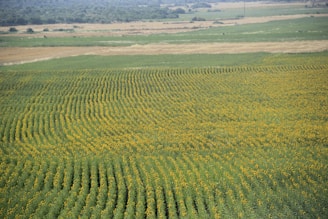 A vast field of sunflowers arranged in neat, parallel rows stretches across the landscape. The sunflowers are in full bloom, displaying vibrant yellow petals that contrast with their green leaves. The field extends to the horizon where it meets patches of different crops and a distant, hazy tree line.