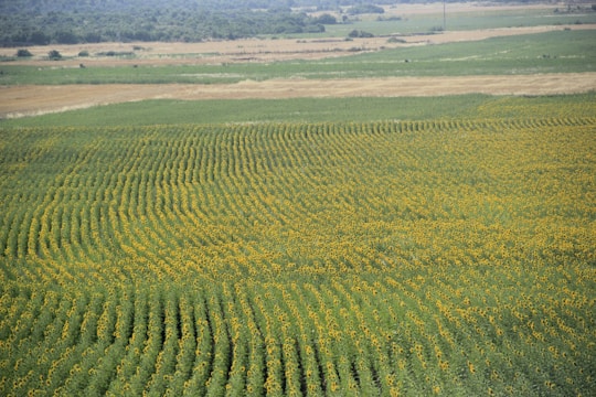 A vast field of sunflowers arranged in neat, parallel rows stretches across the landscape. The sunflowers are in full bloom, displaying vibrant yellow petals that contrast with their green leaves. The field extends to the horizon where it meets patches of different crops and a distant, hazy tree line.