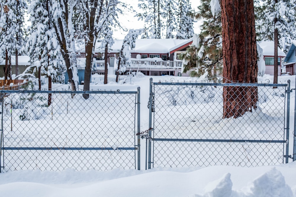 white metal fence near brown trees during daytime