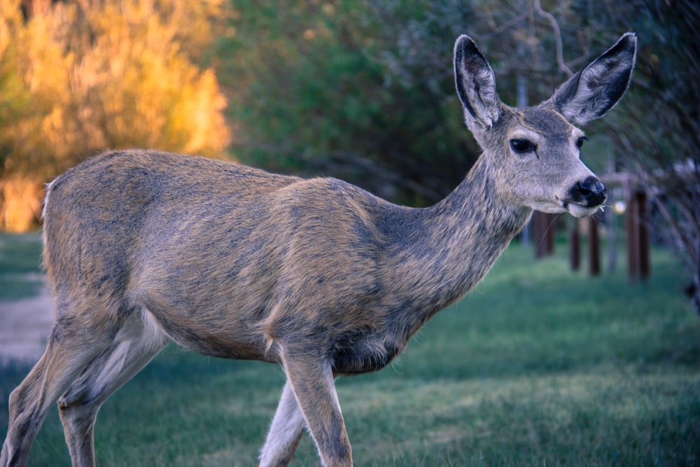 brown deer on green grass field during daytime