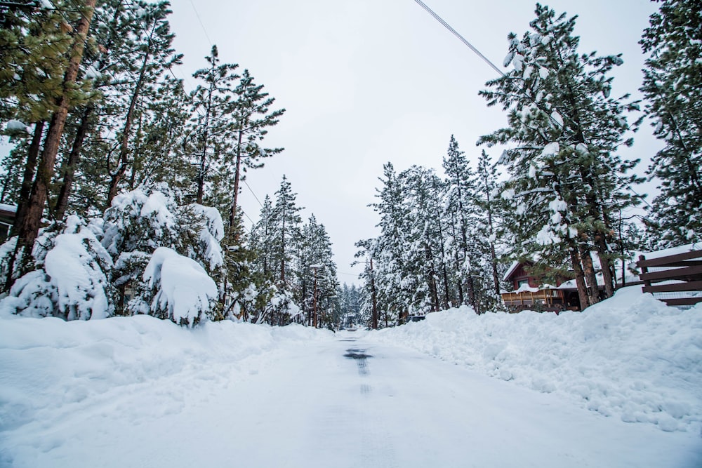 green trees covered with snow during daytime