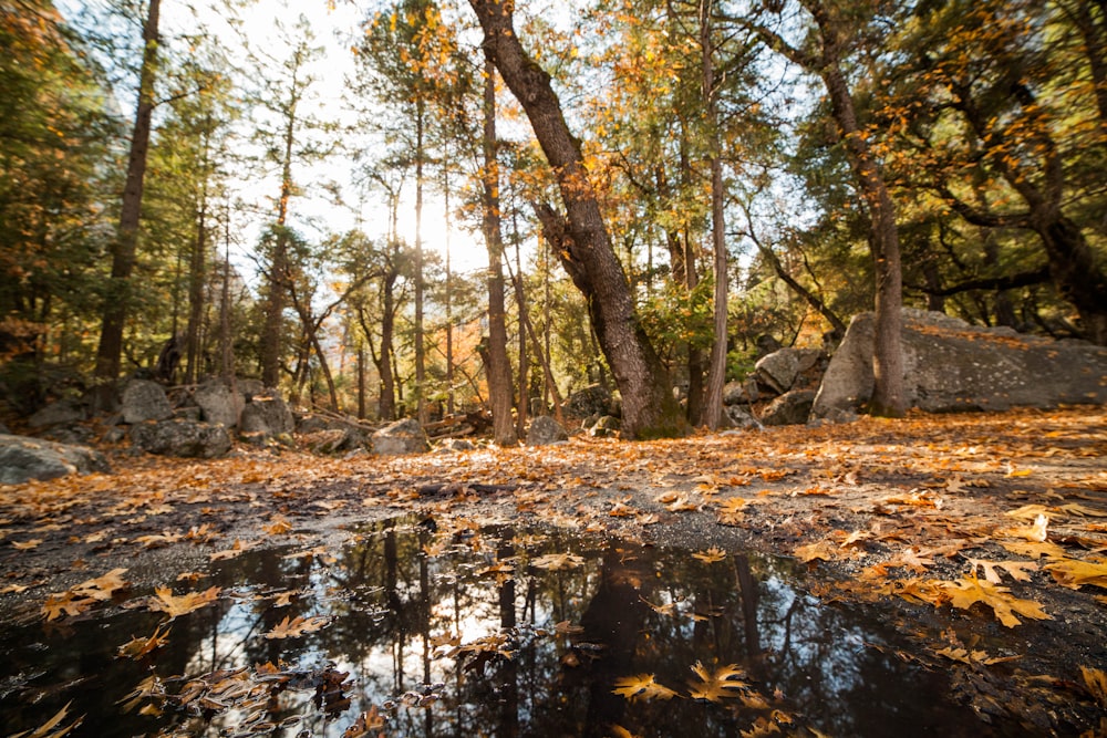 brown trees on body of water during daytime