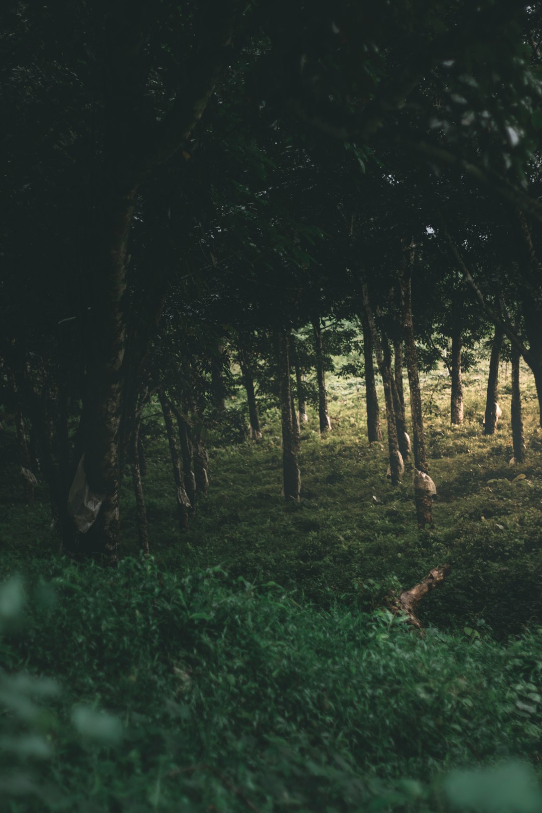 Forest photo spot Kollam Thekkady