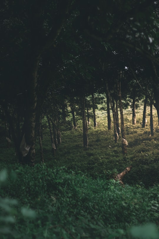 green grass and brown tree trunks in Kollam India