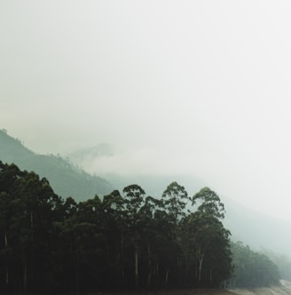 green trees on mountain during foggy day