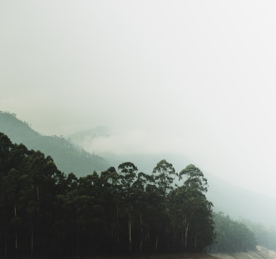 green trees on mountain during foggy day