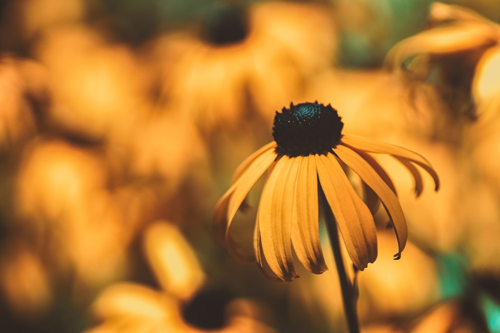 yellow and black flower in tilt shift lens