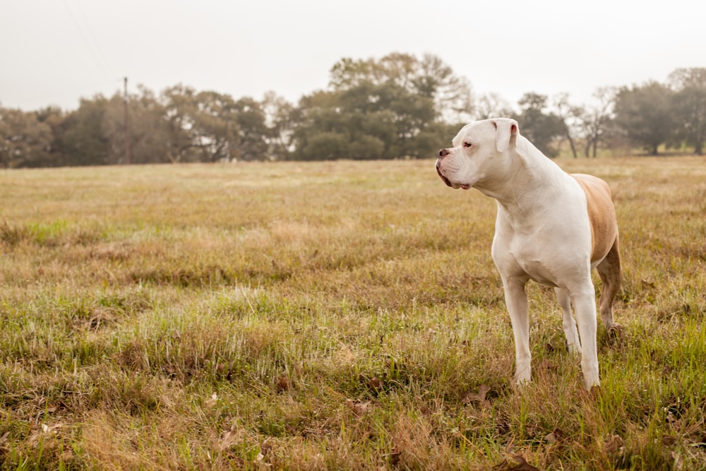 white short coated dog on green grass field during daytime