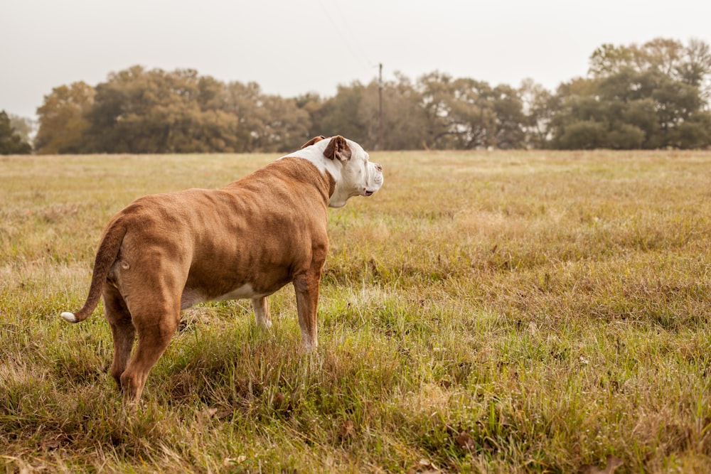 brown and white short coated dog on green grass field during daytime