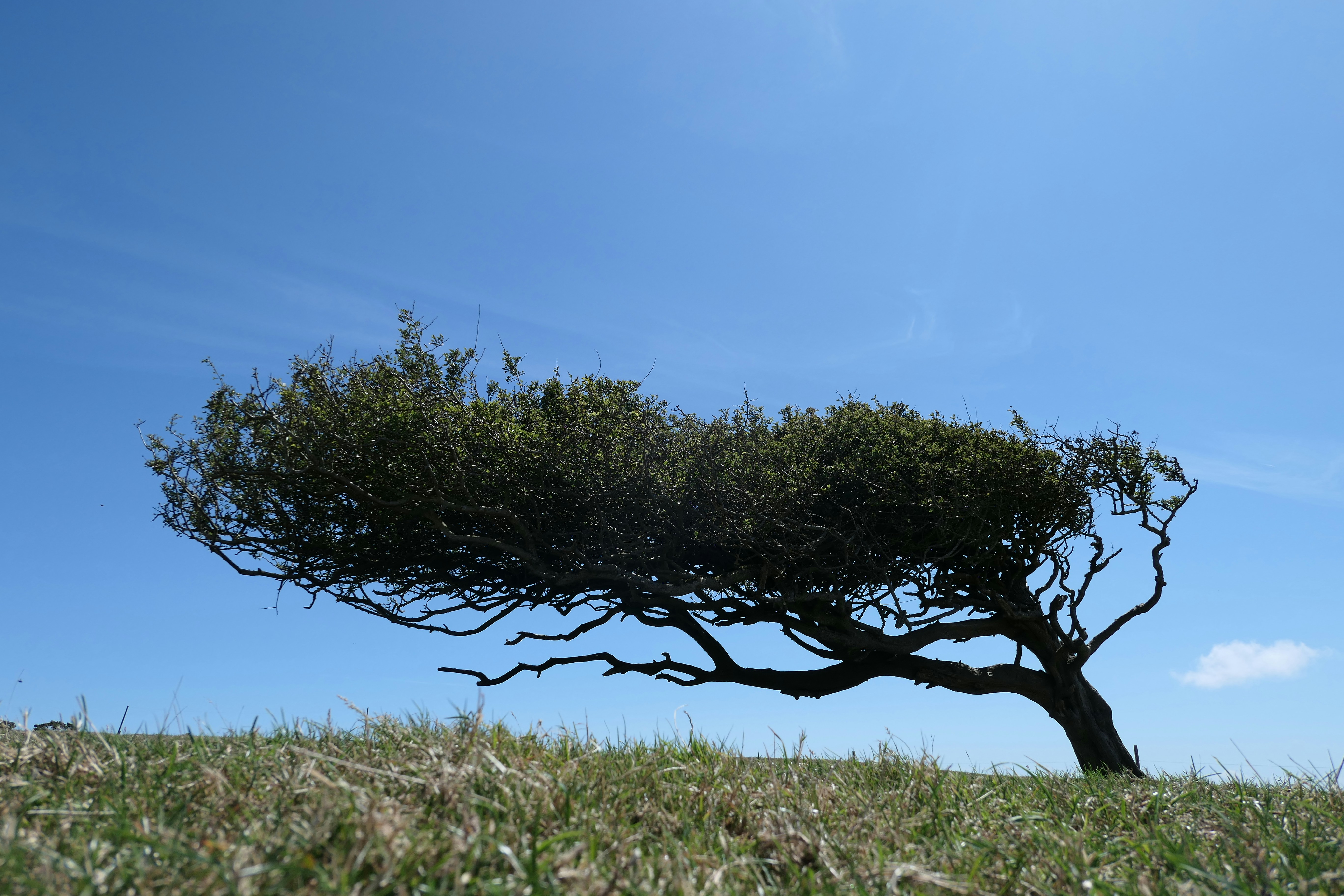 wind stressed tree still growing