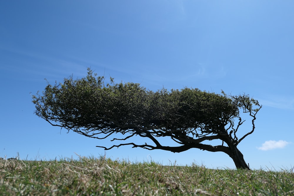 leafless tree on green grass field under blue sky during daytime