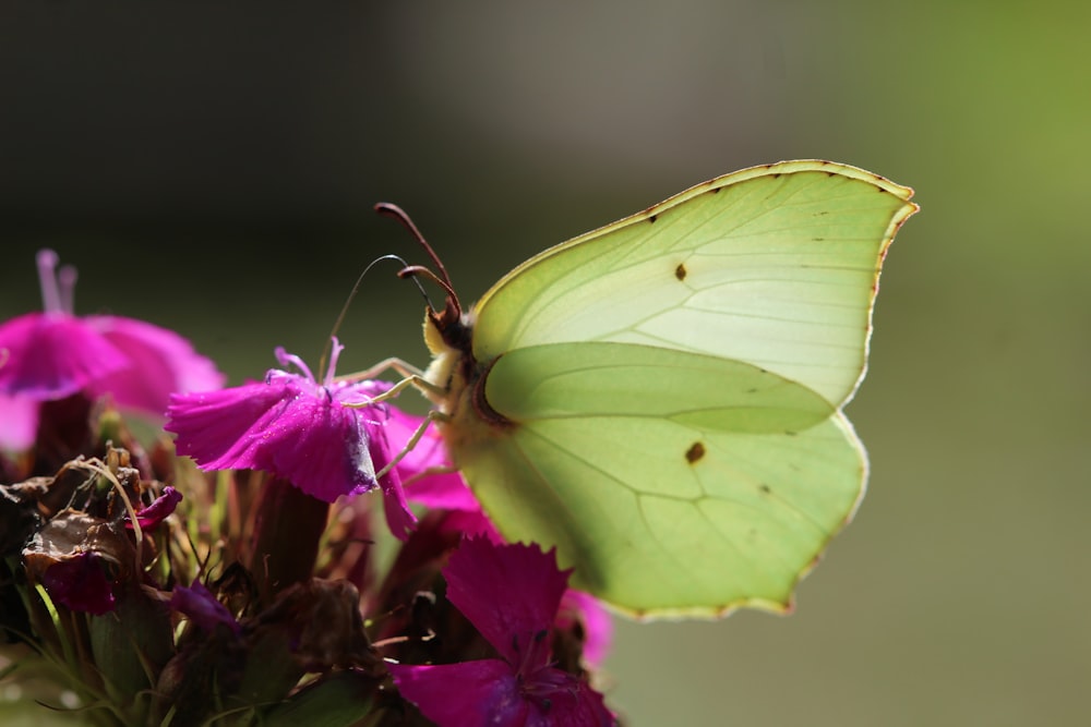 Grüner Schmetterling sitzt tagsüber auf lila Blume in Nahaufnahmen