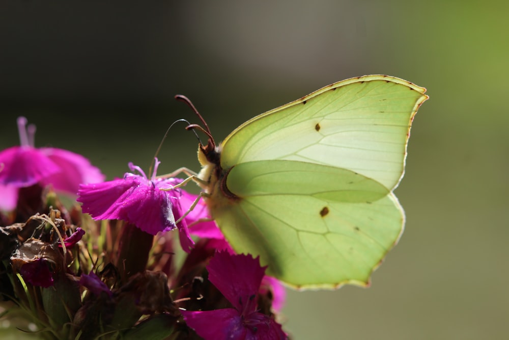 green butterfly perched on purple flower in close up photography during daytime